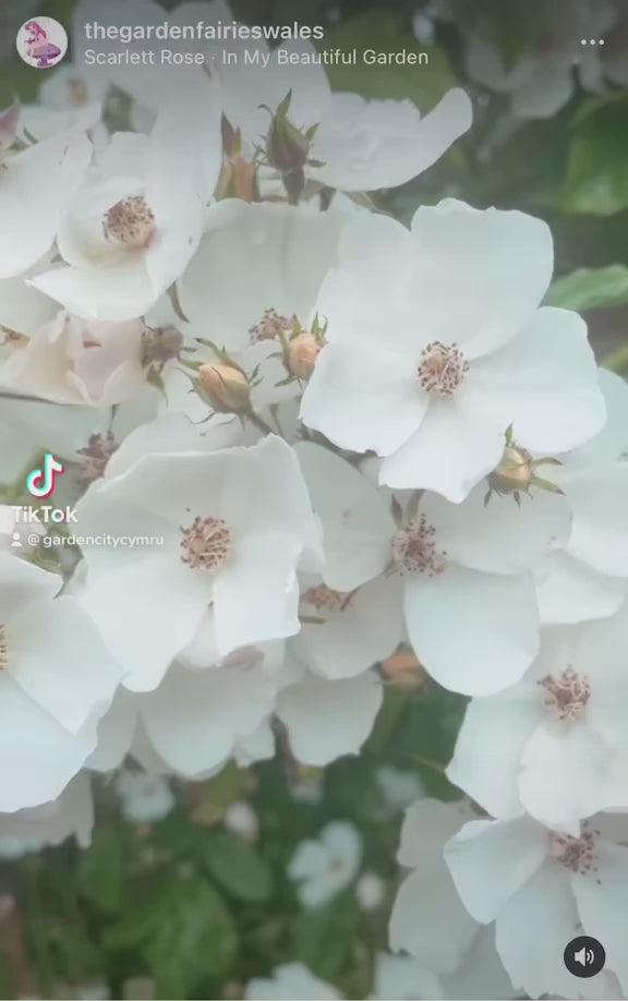 Rosa Multiflora - Multiflora Rambling Rose - Wild White Rose 3 Litre P ...