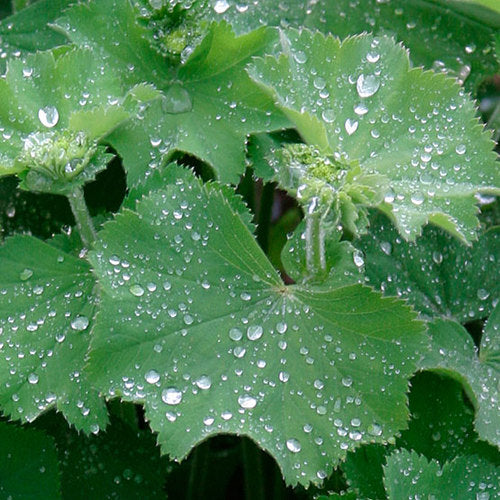 Alchemilla Mollis. - Lady's Mantle - Sub Shrub