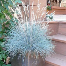 Load image into Gallery viewer, Festuca Glauca - Blue Mountain Grass
