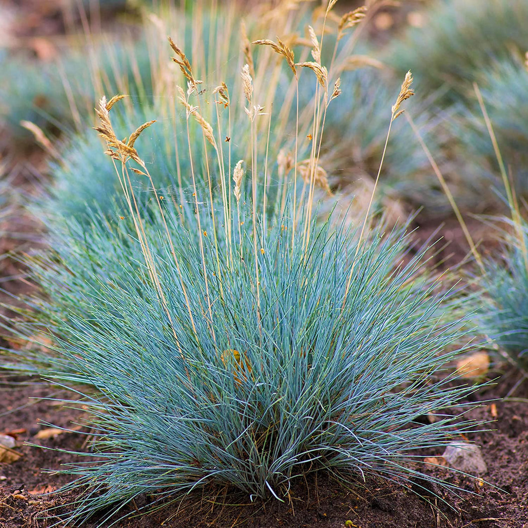 Festuca Glauca - Blue Mountain Grass