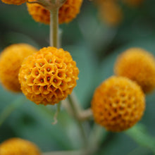 Load image into Gallery viewer, buddleja orange ball tree flowers
