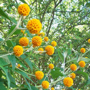 Buddleja  Globosa - Orange Ball Tree