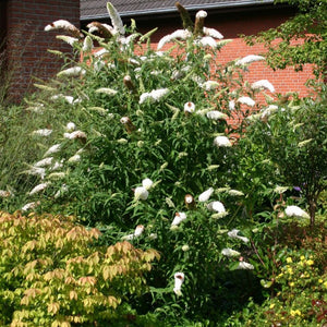 Buddleja Davidii 'White Profusion' - White Butterfly bush