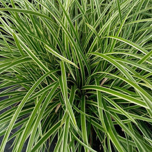 Load image into Gallery viewer, Carex Morrowii Ice Dance - Pink Variegated Ornamental Grass

