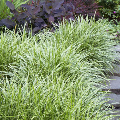 Carex Morrowii Ice Dance Ornamental Grass