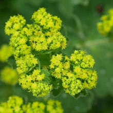 Load image into Gallery viewer, Alchemilla Mollis. - Lady&#39;s Mantle - Yellow Flowering Shrub
