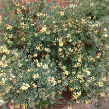 Load image into Gallery viewer, Cornilla Glauca - Winter Flowering Evergreen Shrub
