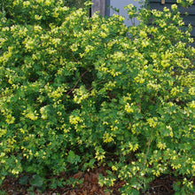 Load image into Gallery viewer, Cornilla Glauca - Winter Flowering Evergreen shrub
