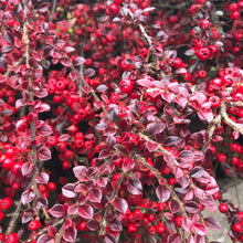 Load image into Gallery viewer, Cotoneaster Horizontalis Berberis Hedging plant Autumn shrub
