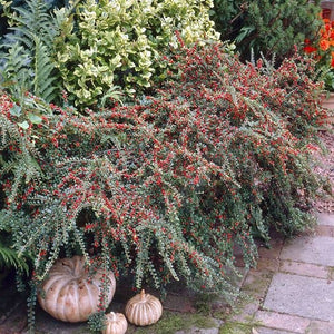 Cotoneaster Horizontalis Berberis Hedging shrub