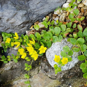 Lycimachia Nummalaria - Creeping Jenny - Ground cover trailing plant