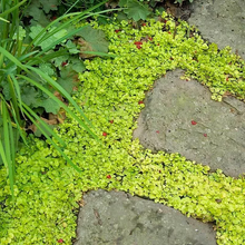 Load image into Gallery viewer, Lycimachia Nummalaria - Creeping Jenny - Ground cover trailing plant
