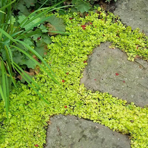 Lysimachia Nummularia- Creeping Jenny 1.5 Litre Pot – Garden City Cymru