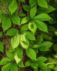 Creeping Virginia  Parthenocissus Quinquefolia