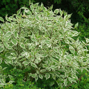 Cornus Alba Sibirica Dogwood Plant