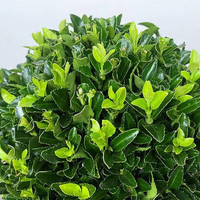 Euonymus Japonicus Green Spire  Evergreen shrub