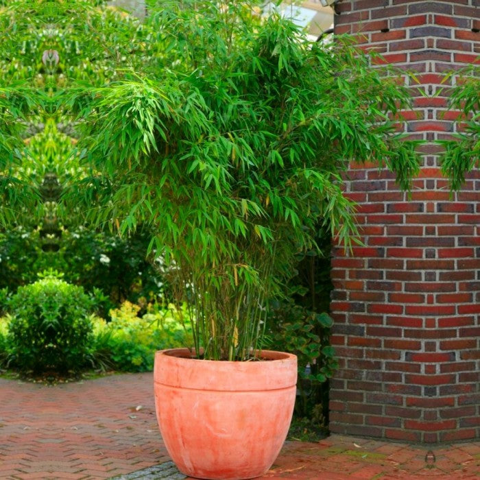 Fargesia Rufa Bamboo 3 /4 Litre Pot  Garden City Cymru
