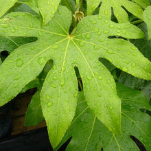 Load image into Gallery viewer, Fatsia Japonica

