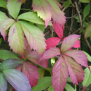 Parthenocissus quinquefolia, Creeping Virginia