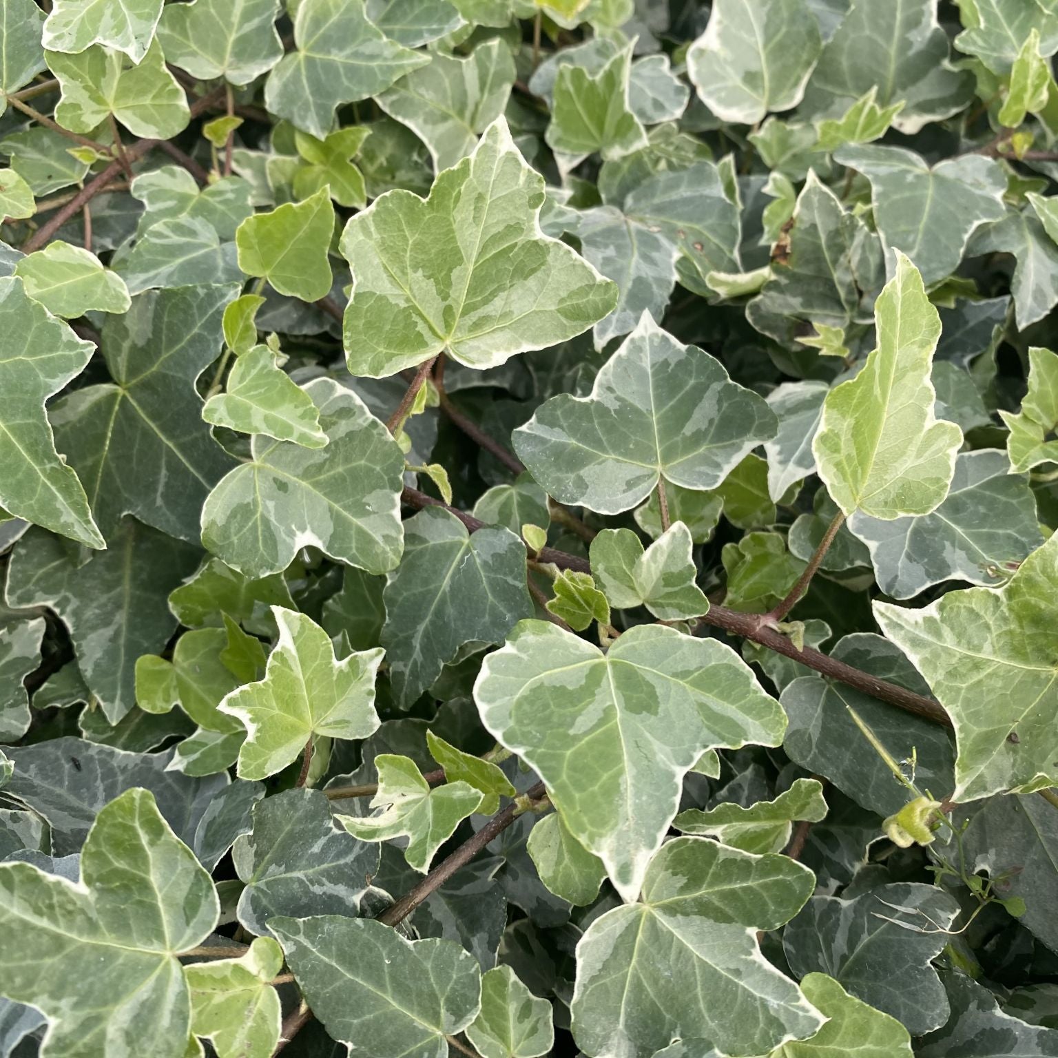 hedera algeriensis hibberd Hedera Algeriensis - Algerian Ivy