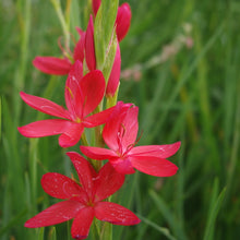 Load image into Gallery viewer, Hesperanthera Coccinea - River Lily -

