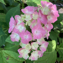 Load image into Gallery viewer, lacecap hydrangea
