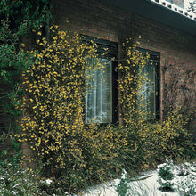 Load image into Gallery viewer, Jasminum Nudiflorum - Winter Jasmine
