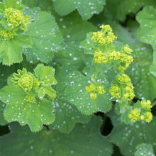 Load image into Gallery viewer, Alchemilla Mollis. - Lady&#39;s Mantle
