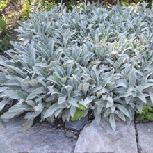 Load image into Gallery viewer, Stachys Byzantina - Lambs Ears-  Silver Carpet
