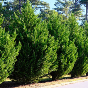 Leylandii - Fastest growing conifer tree