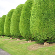 Load image into Gallery viewer, Leylandii - Evergreen Conifer Hedging plant
