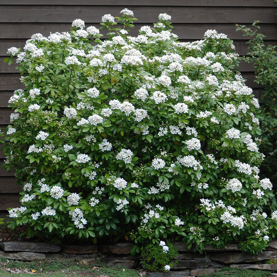 Mexican Orange Choisya Ternata - Flowering Evergreen shrub