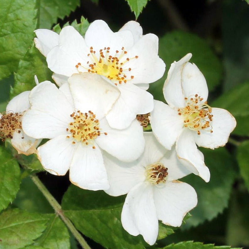 White Multiflora Rambler Rosa Multiflora - Multiflora Rambling Rose - Wild White Rose 3 Litre P ...