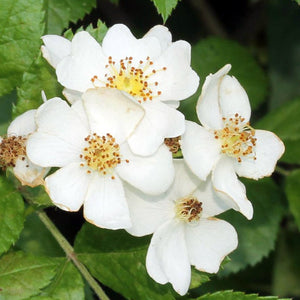 Multiflora Rambling Rose