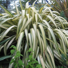 Load image into Gallery viewer, Phormium Cookianum Subsp. Hookeri &#39;Cream Delight&#39;  
