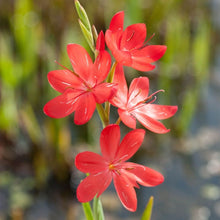 Load image into Gallery viewer, Hesperanthera Coccinea - River Lily
