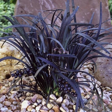 Load image into Gallery viewer, Ophiopogon Planiscapus &#39;Nigrescens&#39; Black ornamental grass
