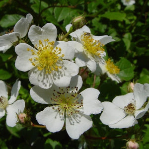White Multiflora Rambler Rosa Multiflora - Multiflora Rambling Rose - Wild White Rose 3 Litre P ...