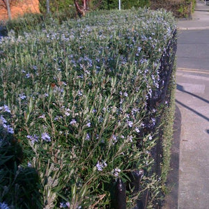 Rosemary - Sudbury Blue hedging plant