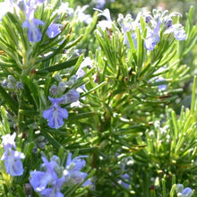 Load image into Gallery viewer, Rosemary - Sudbury Blue - Evergreen herb
