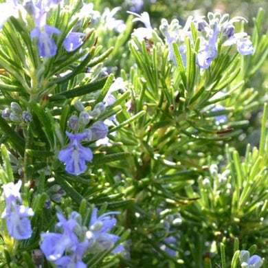 Rosemary - Sudbury Blue - Evergreen herb