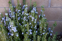 Load image into Gallery viewer, Rosemary - Sudbury Blue -Evergreen Flowering shrub
