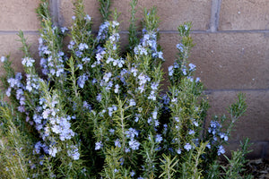 Rosemary - Sudbury Blue -Evergreen Flowering shrub