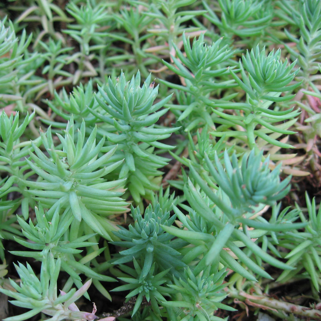 Sedum Reflexum