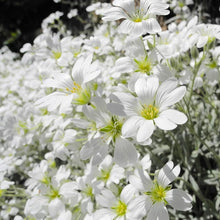 Load image into Gallery viewer, Cerastium Tomentosum  -  Snow in the summer  Evergreen Trailing plant
