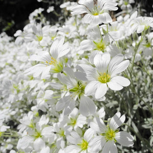 Cerastium Tomentosum  -  Snow in the summer  Evergreen Trailing plant