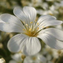 Load image into Gallery viewer, Cerastium Tomentosum  -  Snow in the summer  Evergreen Trailing plant
