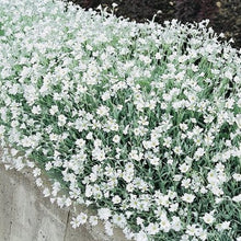 Load image into Gallery viewer, Cerastium Tomentosum  -  Snow in the summer  Evergreen Trailing plant
