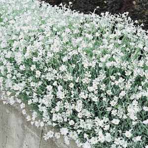 Cerastium Tomentosum  -  Snow in the summer  Evergreen Trailing plant