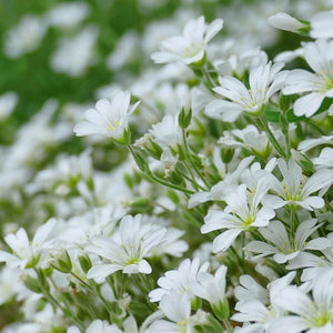 Cerastium Tomentosum  -  Snow in the summer  Evergreen Trailing plant